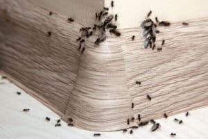 House Ants: How to Prevent Them and How to Treat Them