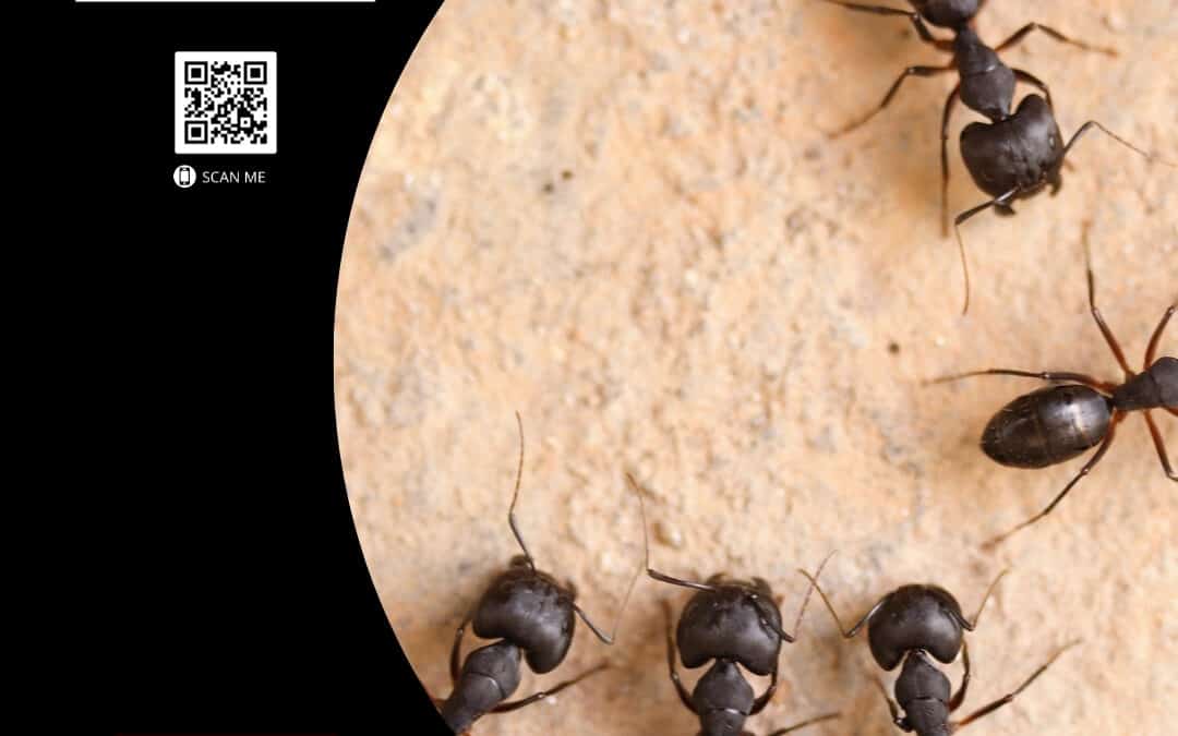 Carpenter Ants: Protecting Your Home from Structural Damage