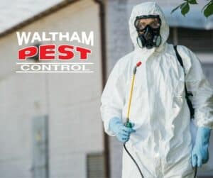 Using Insecticides and Chemicals for Hornet and Wasp Nest Removal: Safety Precautions and Alternatives.