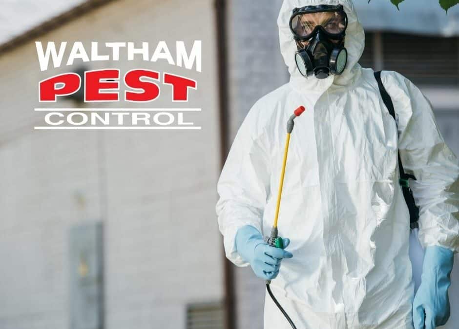 Using Insecticides and Chemicals for Hornet and Wasp Nest Removal: Safety Precautions and Alternatives.