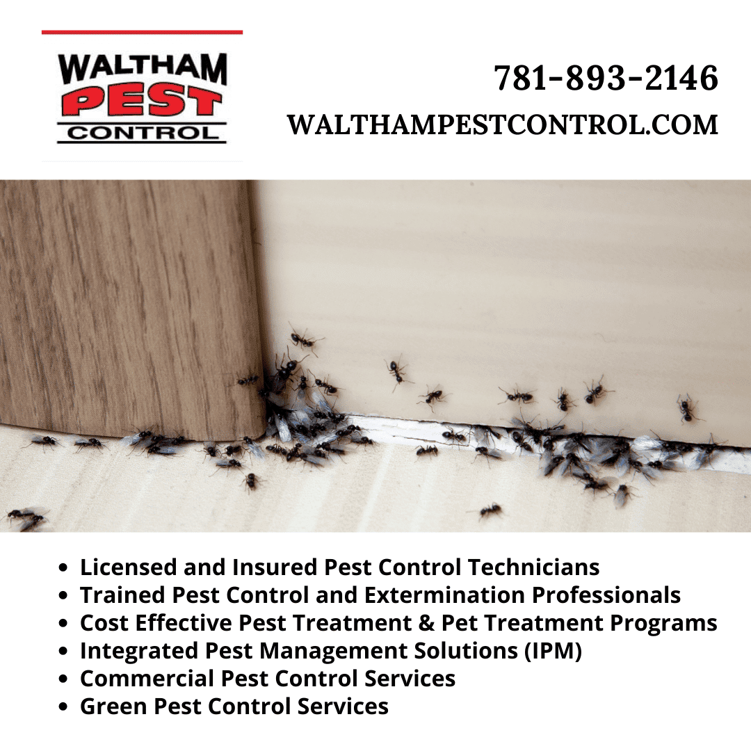 Black Ant Pest Control by Waltham Pest Control