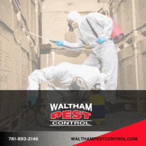The Best Commercial Pest Control Company in MA: Waltham Pest Control