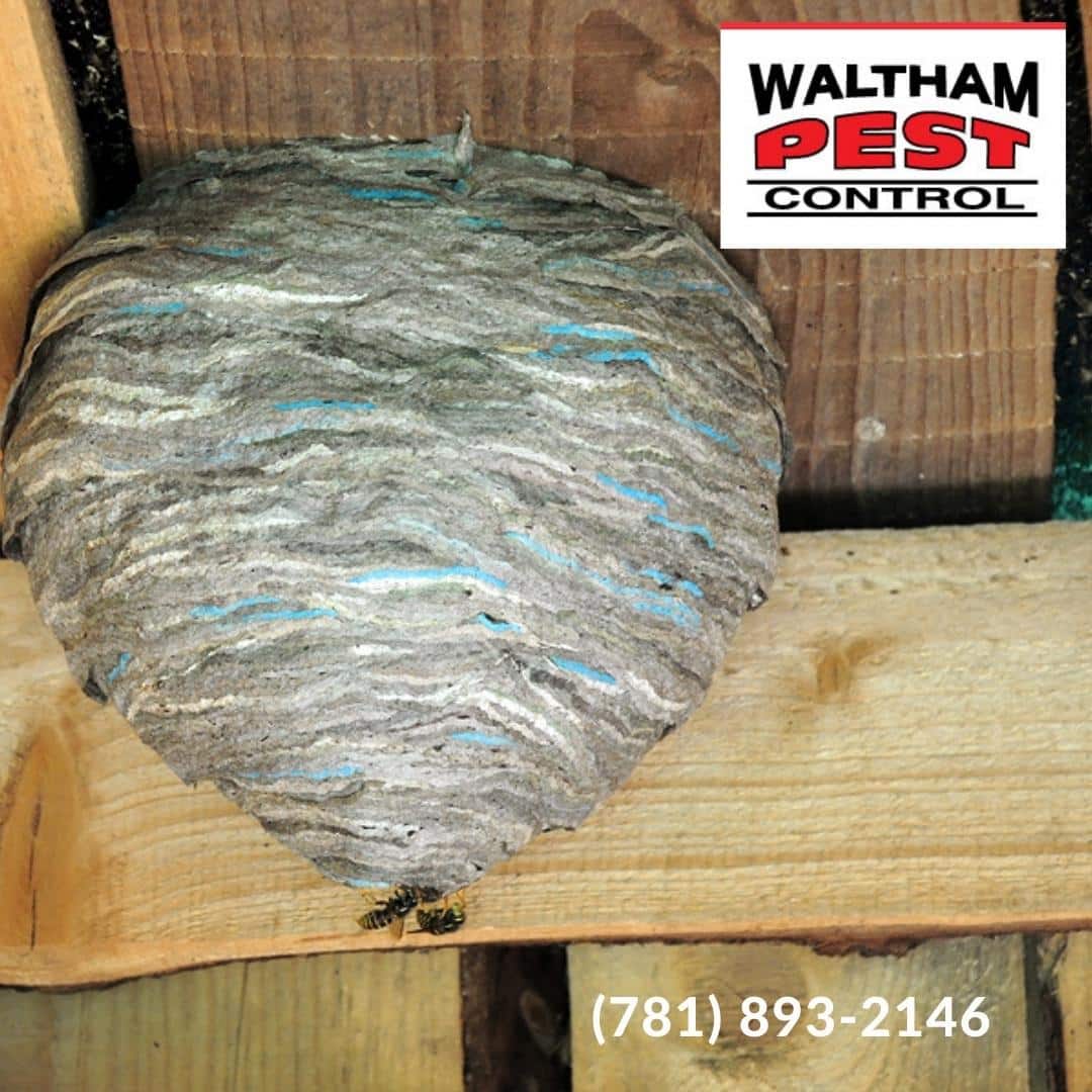 When to Call a Professional: Signs Your Hornet and Wasp Nest Removal Requires Expert Attention