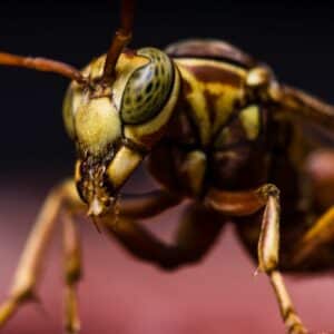 How to Prevent Hornets and Wasps from Building Nests on Your Property