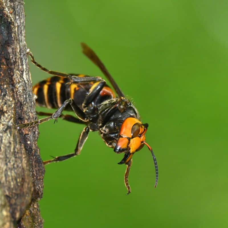 Understanding the Differences Between Hornets, Wasps, and Bees for Safe Removal