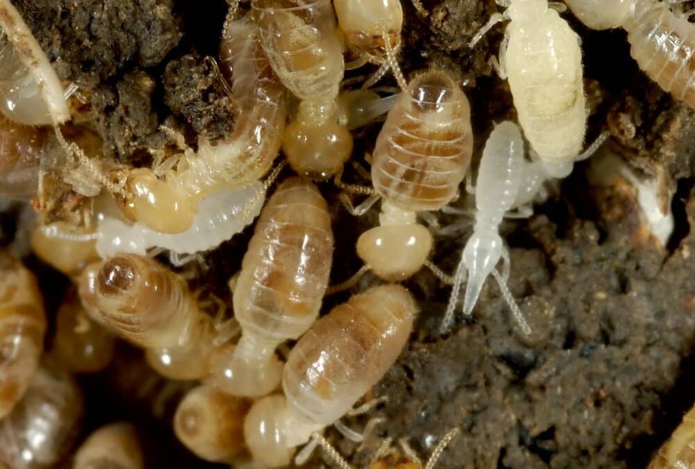 How Do I Get Rid of Termites in My House?