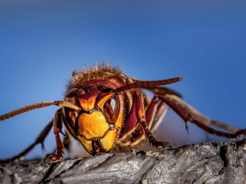 5 Reasons Why Massachusetts Residents Should Rely on Professionals for Hornet Nest Removal