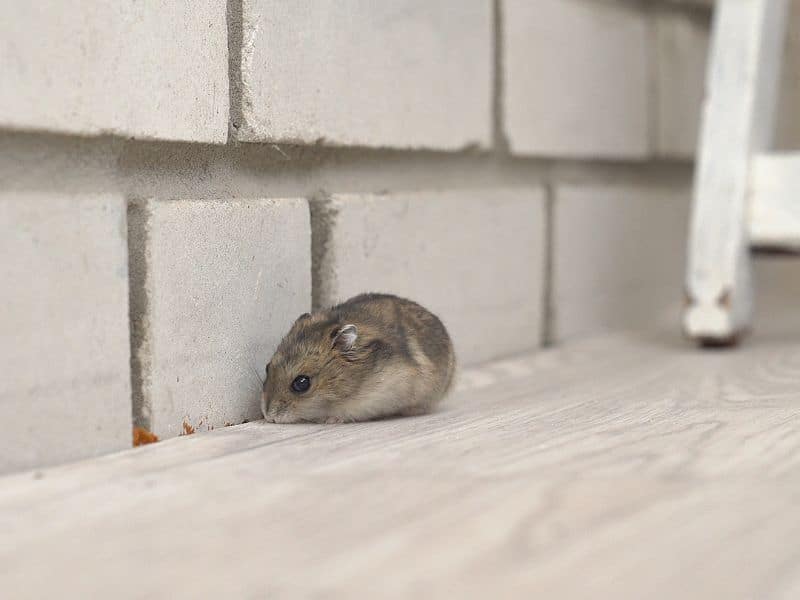 Rodent Prevention and Control: Keeping Mice and Rats Out of Your Property