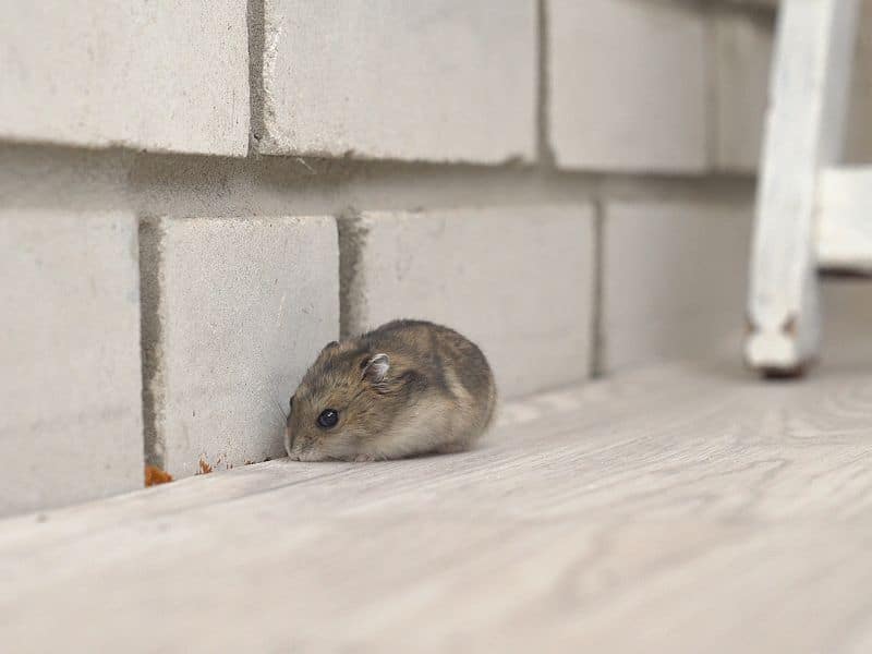 Rodent Prevention and Control Keeping Mice and Rats Out of Your Property