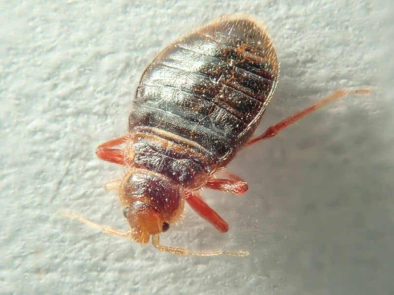 Bed Bug Prevention and Detection: Keeping Your Summer Travels Bug-Free