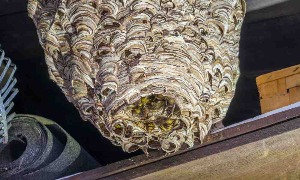 Free Hornet Nest Removal Near Me